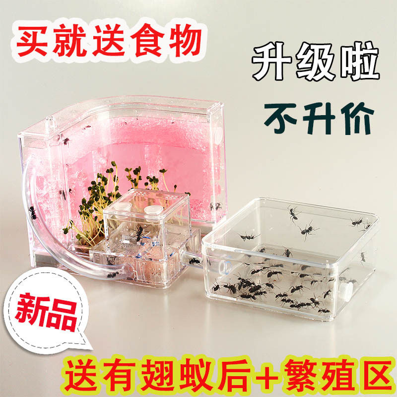 Ant Eco Box Castle Pet Box Factory Nest Breeding version of Nest Super Living Breeding Kingdom Kindergarten