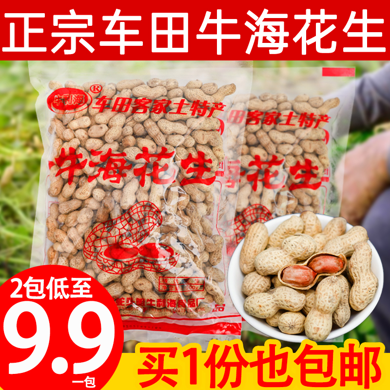 Heyuan Specialty Longchuan Chetian Niu Lihai Peanuts 500g Buy more and get more wine Salty and crispy fried Niuhai peanuts