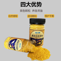 Flower fish Ornamental fish Instant yellow powder goldfish Koi tropical fish Japanese koi fish Ornamental turtle white spot rotten meat white hair