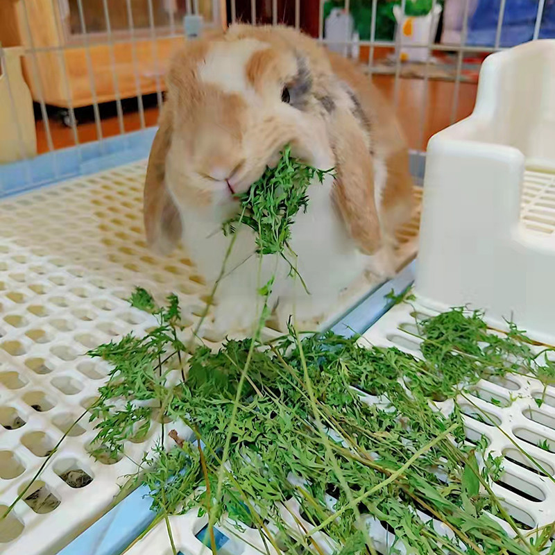 Drying carrot leaves rabbit dragon guinea pig grass grass grass is 770 grams