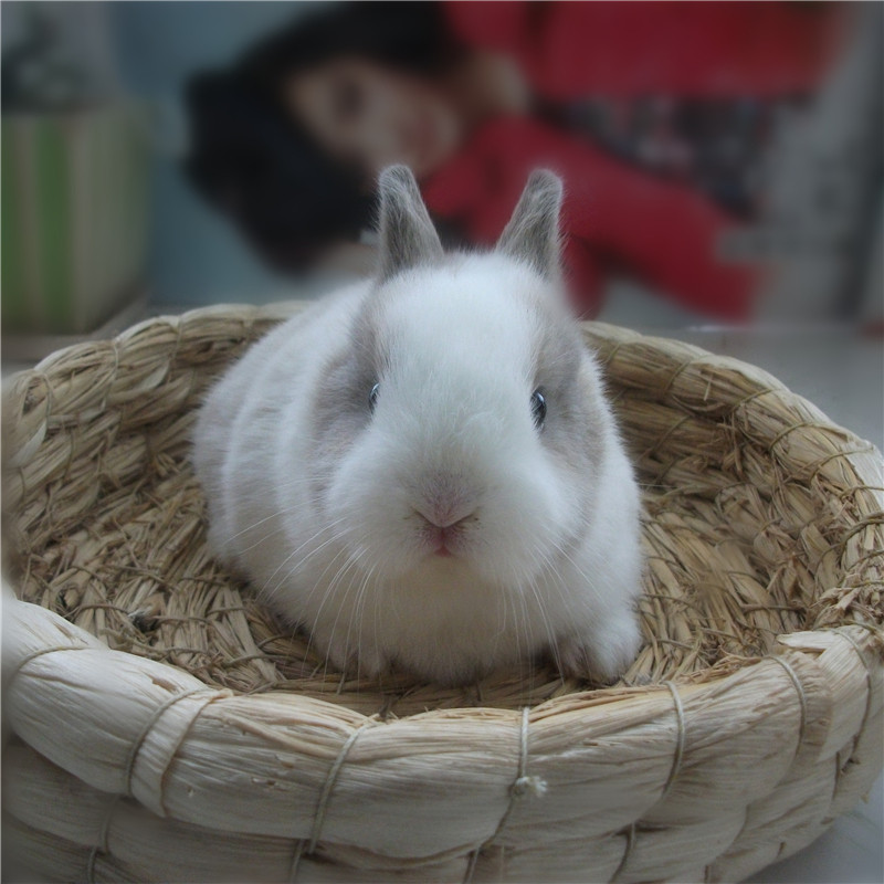 Rabbit Nest Rabbit House Pet Warm Nest Grass Nest Lop Rabbit Mini Rabbit Guinea Pig Chinchilla Molar Toys Pet Rabbit Supplies