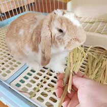 No dead leaves finely selected for imported gold Australia wheat straw green yellow oatmeal wheat straw rabbit dragon cat guinea pig dried grass net weight 500 gr