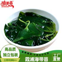 Fresh all drunk in Zhouxia Kelp Fry Miao Sprout Cool Mix Vegetables Small Kelp Bud Hot Pot Ingredients Salted Kelp Tender tender