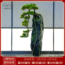 Simulation Greet Pines Pine Pendulum Pieces Pine Bonsai High New Chinese Cubland Fake Mountain Water Rigging Indoor Micro Landscape Day Style Large