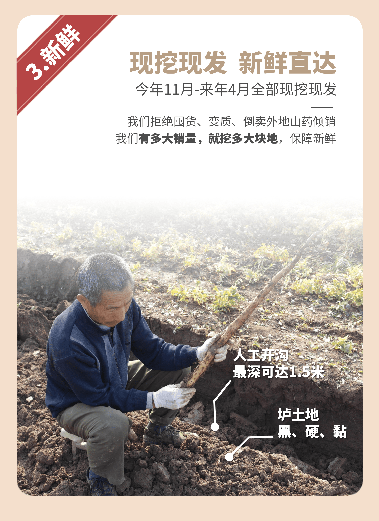 药食同源 怀府街 河南焦作温县铁棍山药 净重5斤 图10