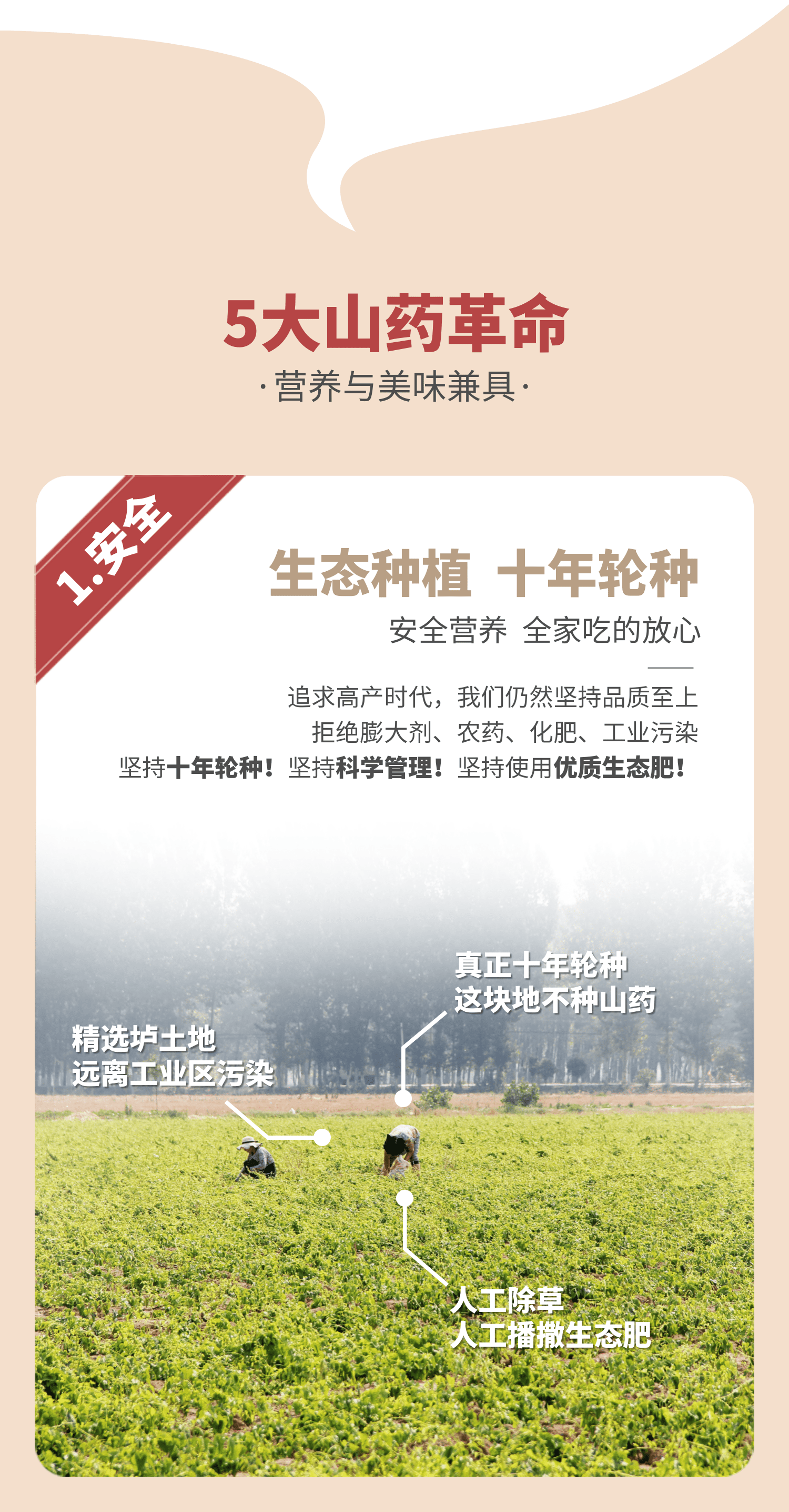 药食同源 怀府街 河南焦作温县铁棍山药 净重5斤 图8