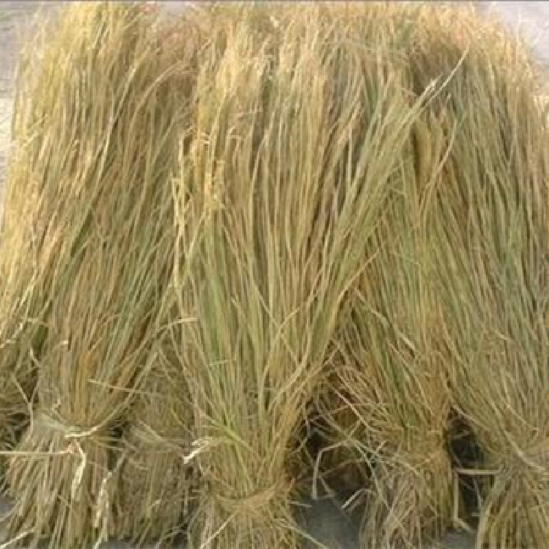 New Natural Dried Rice Straw for Making Moldy Tofu, Straw for Roof Decoration, Straw Curtains, Straw Ropes, and Straw Grass