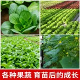 Специальные пищевые фрукты и овощи для саженцев для саженцев для блюд для саженцев.