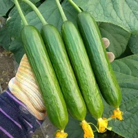 Фруктовый огурец 5 деревьев
