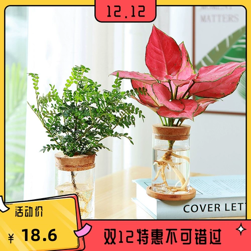 Творческое гидропонное растение, зеленый, цветы, благоприятный красное помещение для очищающего воздушного офиса в Вэньчжу.