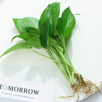 6 Зеленый укроп