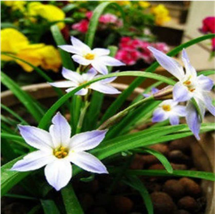 Fengyu Orchid Dental Pets Lan Lan Lan Court Green Desktop Популярный лотос лотос лотос Lotic Lily Flower четыре.