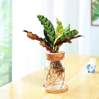 Деревянная штепсельная бутылка+Cat -Eye Church Taro