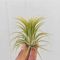 Huang Elf (отправить весну) 6-8 см