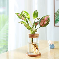 Круглая бутылка+королева Руи