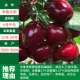 Брукс (результат 5 лет саженцев) Мертвая сумка Miao!, 81 см (включая) -110 см (включая)