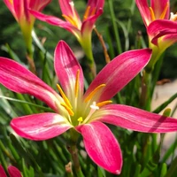 Фиолетовый красный 20