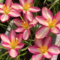 20 кусочков горечи