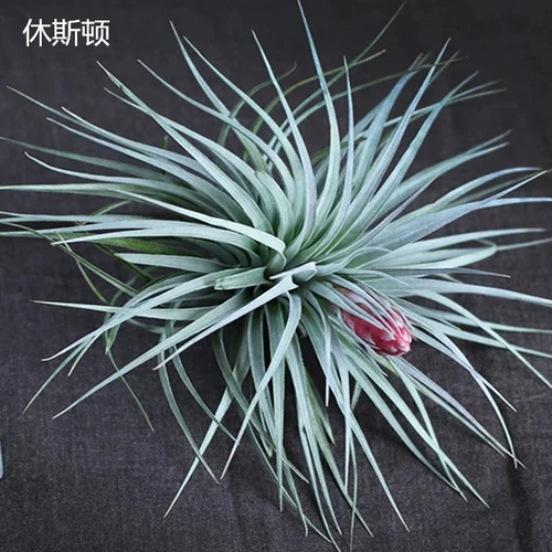 Специальные эльфы для новичков с воздушным ананасом заполнены, а крытый настольный анти -строительный формальдегид прекрасен.