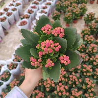 Призрак [110#Пластиковый бассейн] с цветочными почками