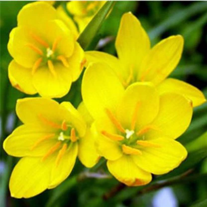 Fengyu Orchid Dental Pets Lan Lan Lan Court Green Desktop Популярный лотос лотос лотос Lotic Lily Flower четыре.