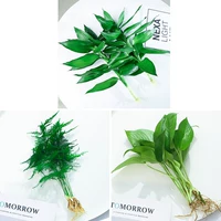 [Горячая комбинация] 6 Зеленый укроп+2 Гуаньян Бамбук 2+Вэньчжу 1 Дерево