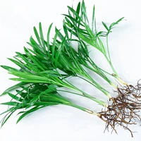 Карманный кокосовой орех 6 деревьев