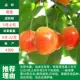 Huang Mi (результат 5 лет саженцев) Мертвые саженцы, 81 см (включительно) -110 см (включительно)