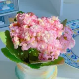 Долголетие Цветочное горшок Растение Тяжелая лепестка море Тянсия Большие цветочные бутоны и цветы саженцы в четырех сезонах цветов и цветов в четырех сезонах