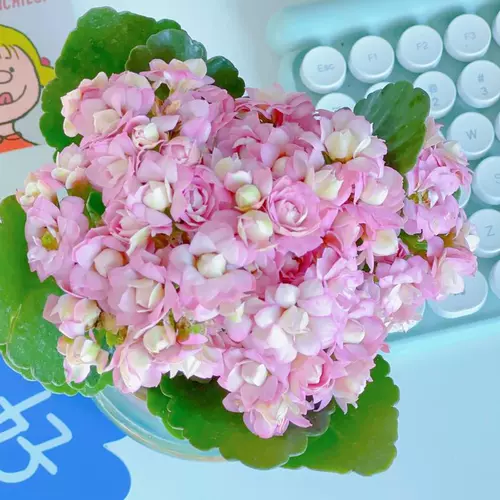 Долголетие Цветочное горшок Растение Тяжелая лепестка море Тянсия Большие цветочные бутоны и цветы саженцы в четырех сезонах цветов и цветов в четырех сезонах