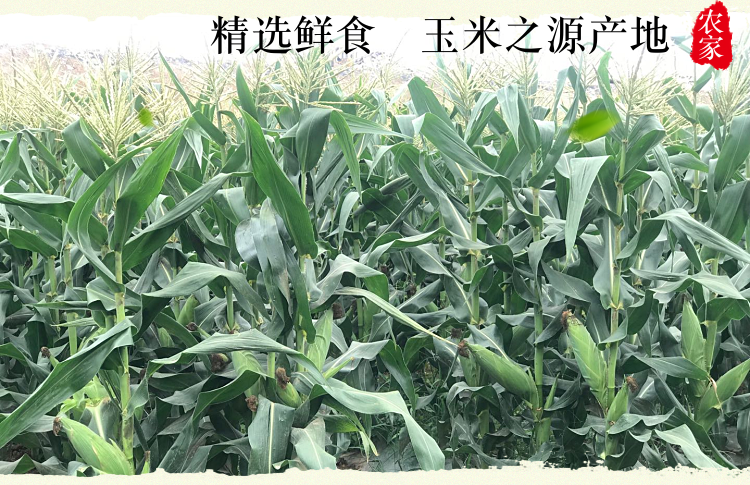 金吉圣 云南水果玉米 9斤 图3