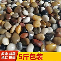 The Pebble Pool in the bottom of the fish tank stone paved with white paved flowers and small breathable courtyard landscaping decoration