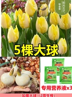 [Выбран] Желтые 5 тюльпанов [Отправить питательный раствор+порошок корня]