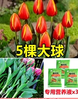 [Буд с цветочными почками] 5 тюльпанов в двух цветах [Раствор бесплатного питания+корневой порошок]