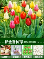 [Гидропонный пакет] 5 тюльпов в смешанном цвете [Раствор свободного питания+порошок корня]