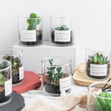 Сочный мини -мат -мяч для избайкового изделия из суккулентного растения.