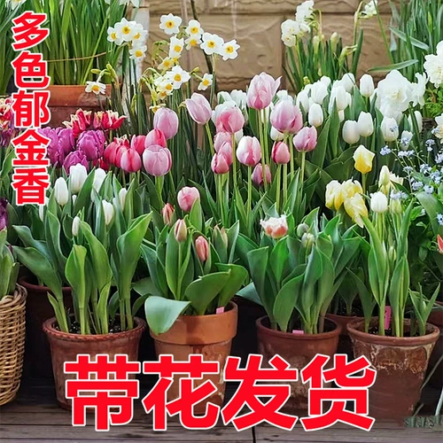 Виды тюльпанов шариковые горшечные растения Гидропонное растение с цветочными почками, почками с цветами и растениями в импортированных семенах в помещении, подняв 5 градусов