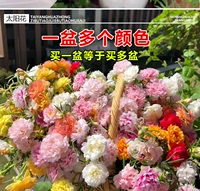 Двойные лепестки 【случайный цвет】 10 ветвей без корней.