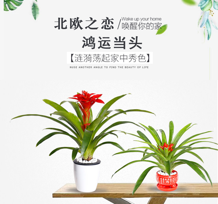 丹尼斯凤梨盆栽花卉绿植室内清新小盆栽鸿运当头创意家居园艺耐摆-阿里巴巴
