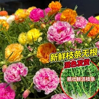 [Продвижение потерь] двойные лепестки, в общей сложности 100 филиалов, 16-25 цветов, без корней [Juhuasuan]