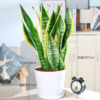 Tiger Pilan 50-60 High 6 [Thread Pot White]