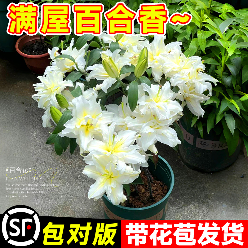 香水百合：四季花开的秘密武器，进口瓣百合花球种子，让你的花园四季如春！