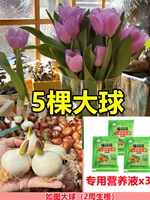 [Выбран] фиолетовые 5 тюльпанов [отправить питательный раствор+порошок укоренения]