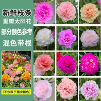 【Juhuasuan】 двойные лепестки расцветали в этом году, всего 50 деревьев, 19-25 цветов, корней и увлажняющей почвы