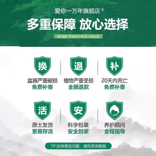 Стоматологический лепесток солнечный цветочный саженцы, дети, цветы с горшками, четыре сезона, сеяя семена цветущих семян.