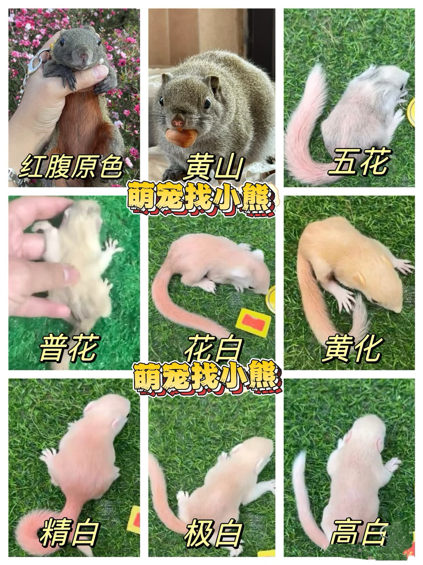 网红鼠松幼儿宠物活物:儿童宠物新宠,飞鼠幼崽好养包活包邮定金链接大揭秘!-飞鼠-淘宝百科网
