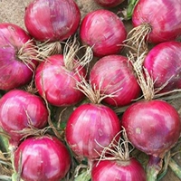 Семена лука красной кожи 2000 капсулы