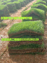 Turf real lawn with soil villa garden greening four seasons green green grass Taiwan grass Manila turf soil