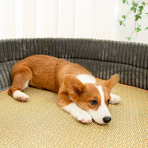 Gouqun Four Seasons Common Summer Pet Gnes