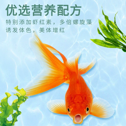 Наблюдение за наградами специально кормить золотую рыбку небольшие гранулы, золотисто -рыба